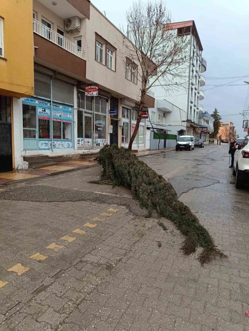 Kahta&rsquo;da şiddetli r&uuml;zgar &ccedil;am ağacını devirdi
