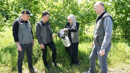Kahverengi kokarca ile m&uuml;cadelede 250 feromon tuzağı kuruldu
