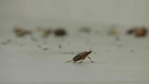 Kahverengi kokarca istilası vatandaşları tedirgin ediyor
