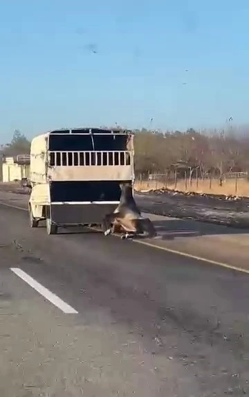 Kamyonetin arkasına bağlanan at yola düşüp sürüklendi: O anlar kamerada
