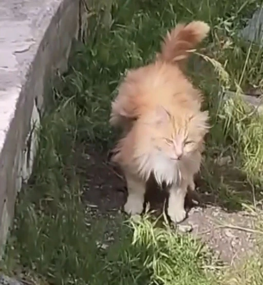 Kanadı andıran t&uuml;yleriyle dikkat &ccedil;eken kedi kamerada
