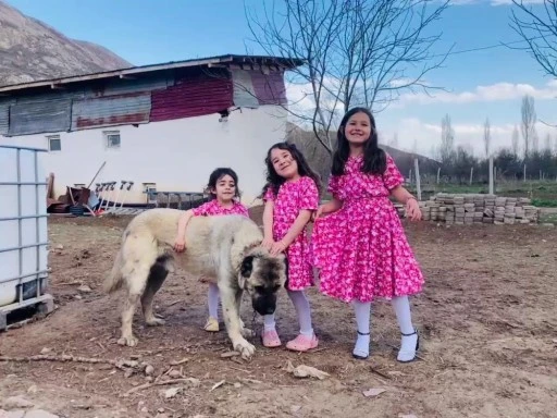 Kurnaz Tilkiyi Kangal Köpeği Kaçırdı