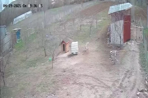 Kangal köpeğinin refleksi tavukların tilkiye yem olmasını önledi
