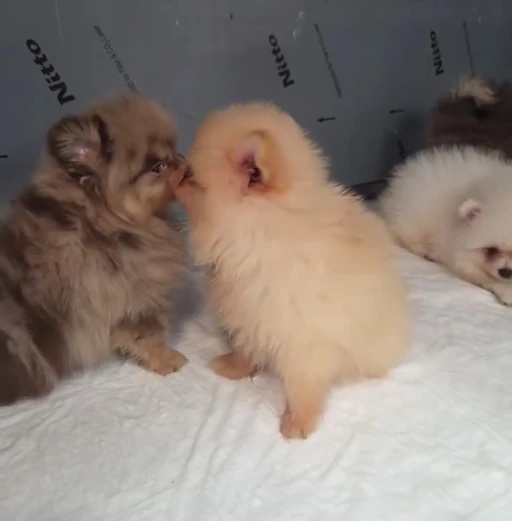 Kapıkule&rsquo;de ka&ccedil;ak yollarla yurda sokulmak istenen 5 yavru k&ouml;pek ele ge&ccedil;irildi
