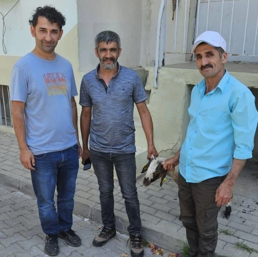 Kapılara toslayan kuzunun sahibi k&uuml;pesinden bulundu
