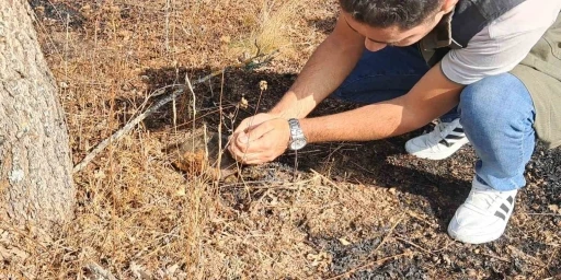 Kaplumbağa yangından son anda kurtarıldı
