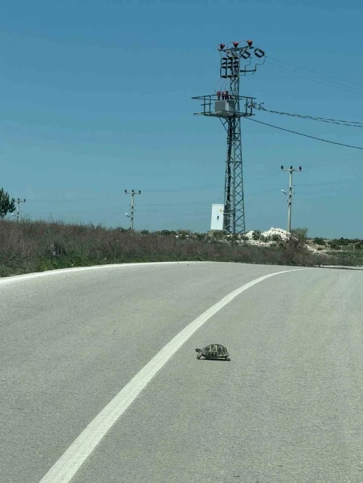 Kaplumbağalara karşı sürücüler uyarıldı
