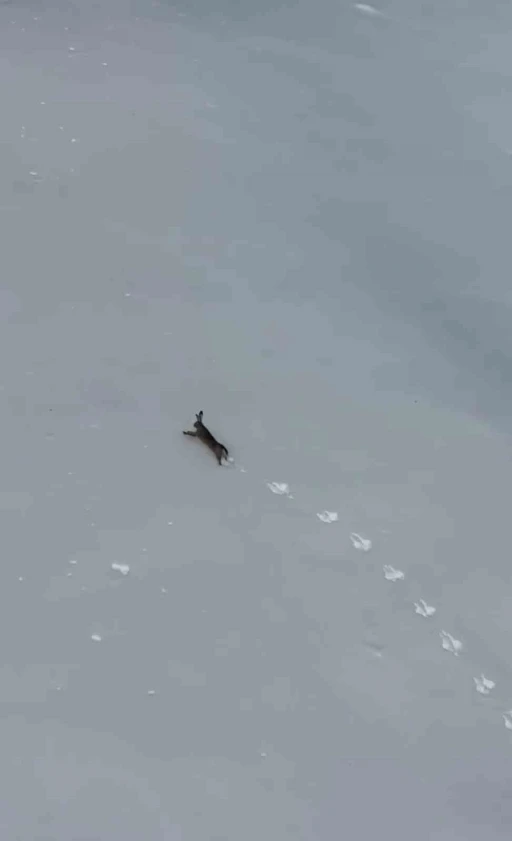 Kar &uuml;zerinde koşan yaban tavşanı g&ouml;r&uuml;nt&uuml;lendi
