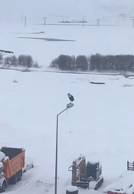 Kar ve soğuğa rağmen elektrik direğinde ayakta duran Leylek dikkat &ccedil;ekti

