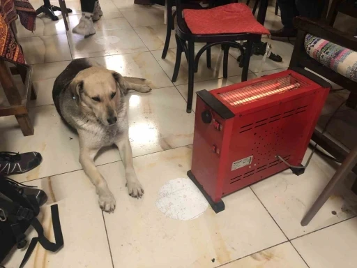 Kar ve soğuktan kaçan köpek çay ocağındaki ısıtıcının yanına uzandı
