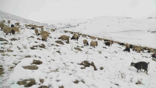 Kar yağdı, koyun sürüsü yaylada kaldı
