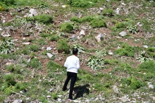 Kar, yeşeren bitkileri vurdu

