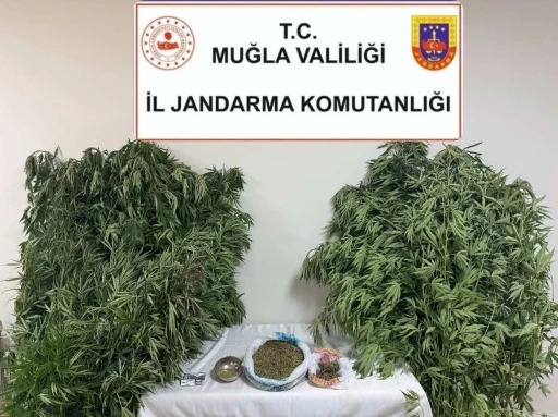 Karabağlar Yaylası’nda uyuşturucu operasyonu: 1 gözaltı
