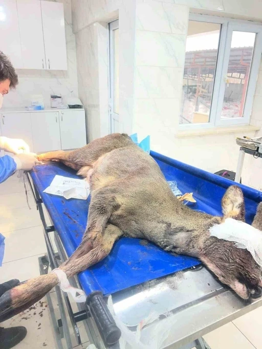 Karab&uuml;k&rsquo;te aracın &ccedil;arptığı karaca ameliyat edildi
