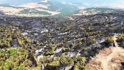 Karabük’te orman yangınının ardından yürek burkan manzara
