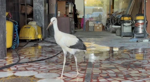 Karab&uuml;k&rsquo;te oto yıkamacıya sığınan leylek koruma altına alındı
