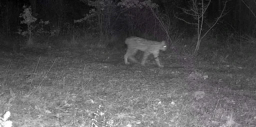 Karabük’te vaşak ve yavrusu ile kurt, fotokapana yansıdı
