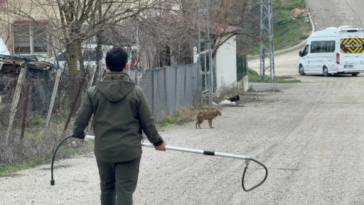 Karab&uuml;k&rsquo;te yerleşim yerine inen hasta &ccedil;akal tedavi edilip doğaya salındı
