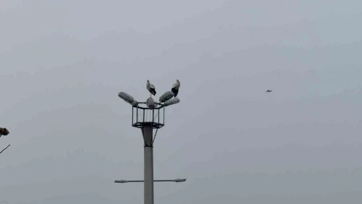 Karab&uuml;k&rsquo;&uuml;n simgesi haline gelen leylek dronla g&ouml;r&uuml;nt&uuml;lendi
