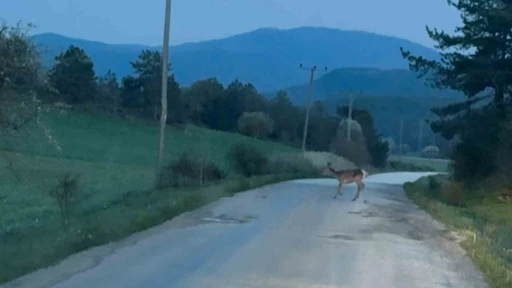 Karaca s&uuml;r&uuml;s&uuml; k&ouml;y yolunda g&ouml;r&uuml;nt&uuml;lendi

