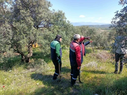 Karacasu Belediyesi’nden zeytin ağaçlarına bahar bakımı
