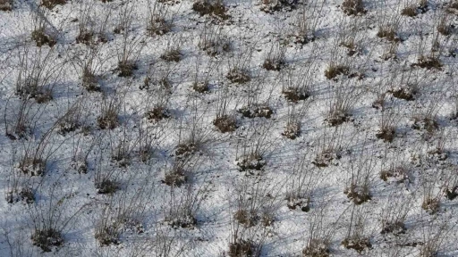 Karadeniz&rsquo;deki kar yağışı, fındık ve diğer tarım &uuml;r&uuml;nlerine yaradı
