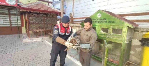Karaman&rsquo;da yaralı bulunan kızıl şahin koruma altına alındı
