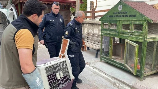 Karaman’da yaralı doğan koruma altına alındı
