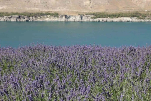 Karapınar&rsquo;da Acıg&ouml;l ve lavanta bah&ccedil;esi uğrak noktası oldu
