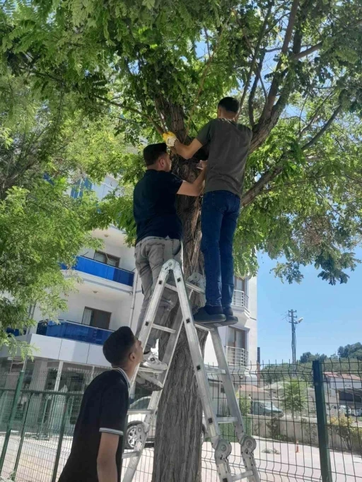 Karapınar’da esnafın kedi seferberliği
