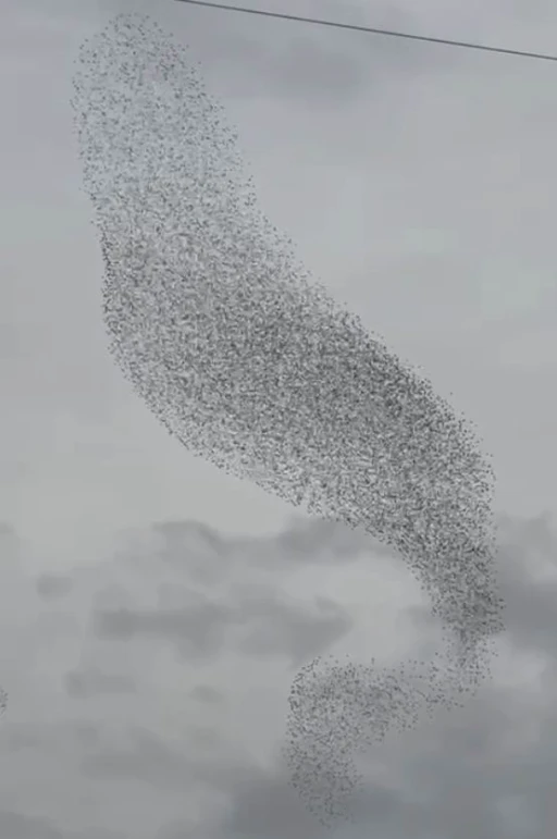 Karapınar’da sığırcık kuşları görsel şölen oluşturdu
