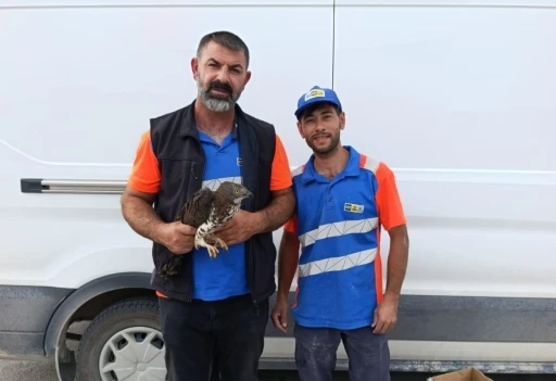 Karapınar’da yaralı kızıl şahine şefkat eli
