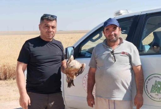Karapınar’da yaralı şahin koruma altına alındı
