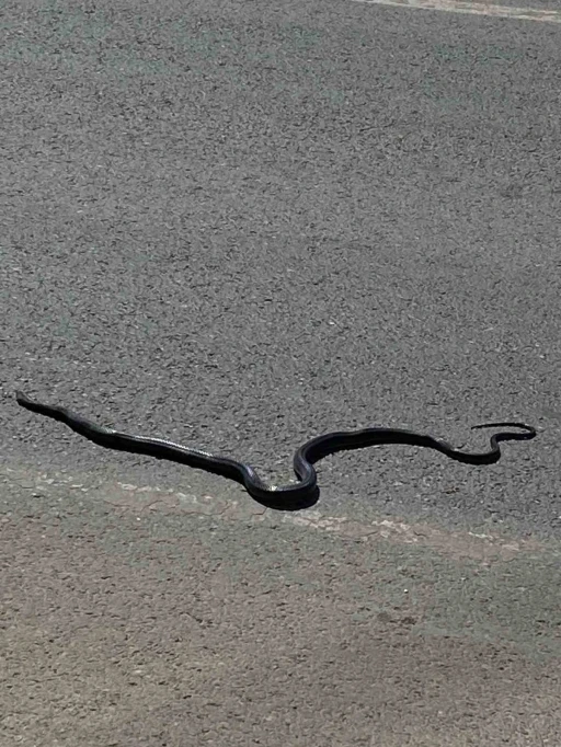 Karayılan yoğun trafiğin arasında telef oldu
