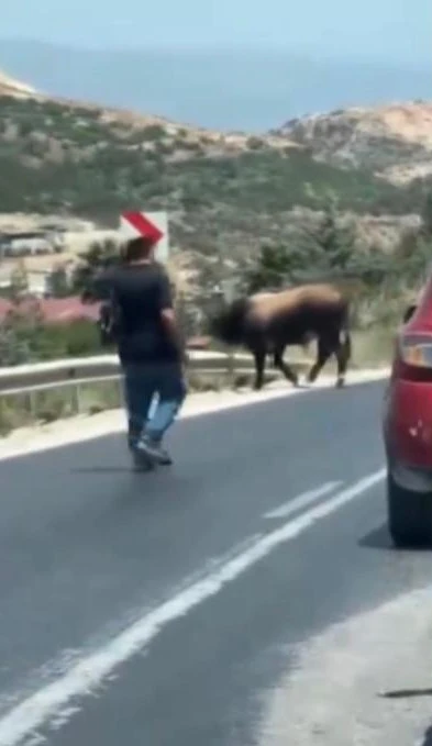 Karayolunda trafiği durduran boğa, sahiplerine korku dolu anlar yaşattı
