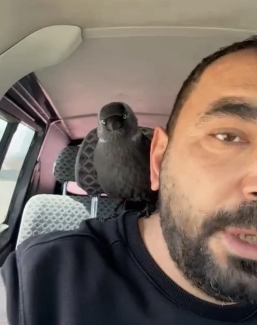 Karga &ouml;nce sileceğe, sonra s&uuml;r&uuml;c&uuml;n&uuml;n omzuna kondu
