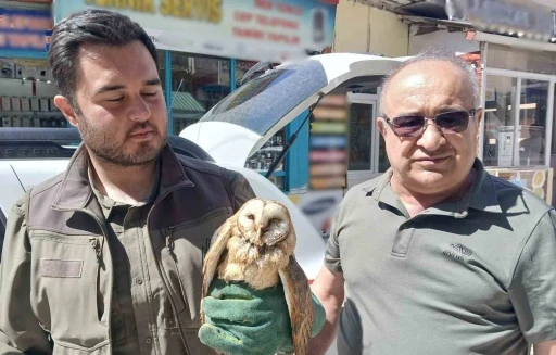 Kargaların saldırdığı yaralı peçeli baykuş koruma altında
