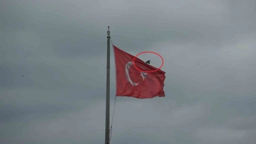 Karganın Türk bayrağı inadı