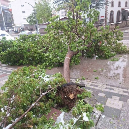 Karın ağırlığına dayanamayan ağa&ccedil;lar devrildi

