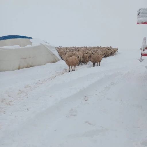 Karın ağırlığına dayanamayan çadır çöktü, 8 koyun telef oldu
