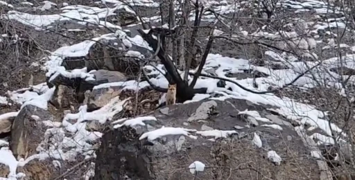 Karlar arasında yiyecek arayan tilki g&ouml;r&uuml;nt&uuml;lendi
