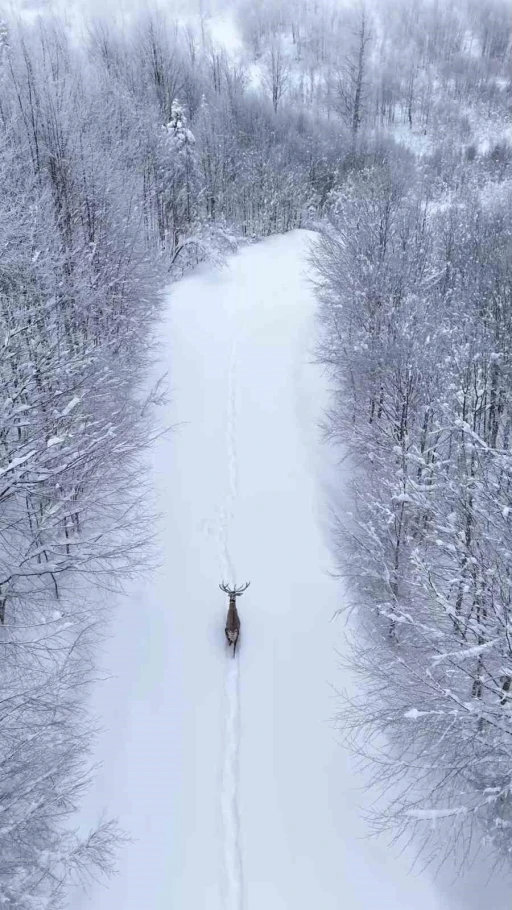 Karların arasında s&uuml;z&uuml;len kızıl geyik havadan g&ouml;r&uuml;nt&uuml;lendi
