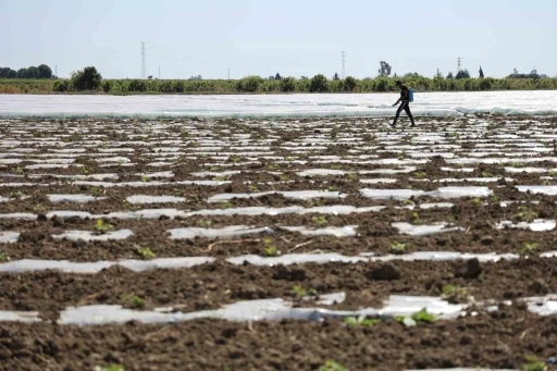 Karpuz üretiminin lideri Adana’da çiftçiler 10 lira fiyat bekliyor
