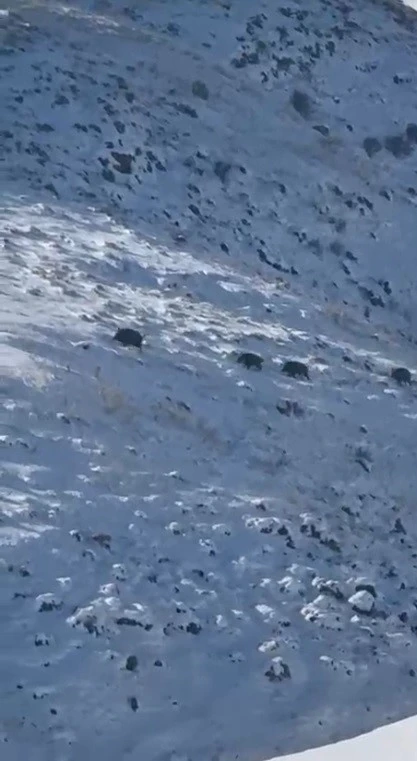 Kars&rsquo;ta a&ccedil; kalan yaban domuzları yerleşim yerlerine indi
