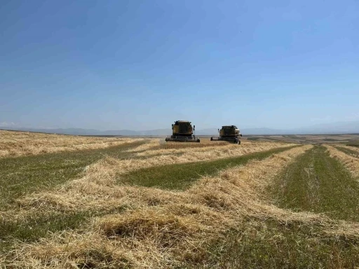 Kars’ta Ata tohumu arpa ile bereket fışkırdı: Çiftçinin yüzü güldü
