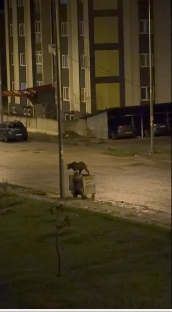 Kars&rsquo;ta ayıların g&ouml;rev paylaşımı: Biri yedi, diğeri n&ouml;bet tuttu

