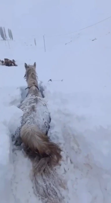 Kars&rsquo;ta bu kez at kara saplandı
