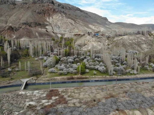 Kars’ta çiçek açan kayısı ağaçları görenleri büyülüyor

