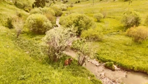 Kars’ta doğada dolaşan boz ayı havadan görüntülendi

