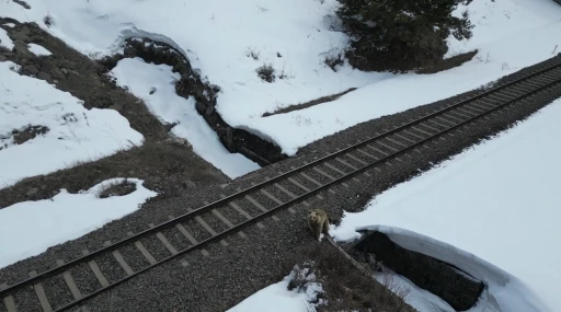 Kars&rsquo;ta drone ile karşılaşan boz ayı kamerada: Merak, tedirginlik ve ka&ccedil;ış
